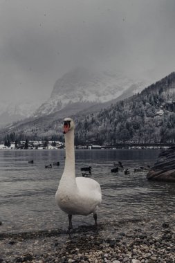 Açık havada güzel kuğu. Grundlsee, Avusturya