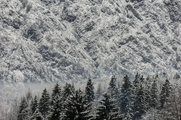 Beautiful Winter Forest Landscape — Stock Photo, Image