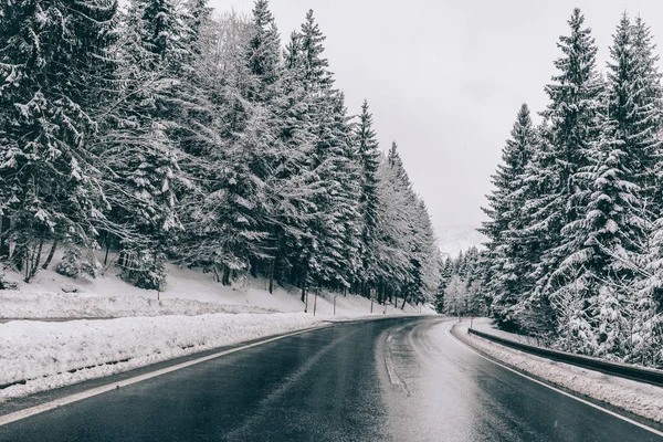 Camino Invierno Camino Campo Través Del Bosque Concepto Viaje Viajes — Foto de Stock