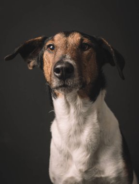 Köpek portre. Terrier köpek studio vurdu.