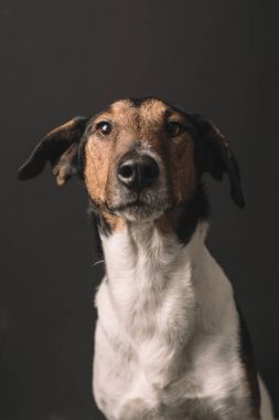 Köpek portre. Terrier köpek studio vurdu.