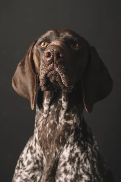 Kutya Portré Stúdió Lövés Aranyos Német Vizsla Kutya — Stock Fotó