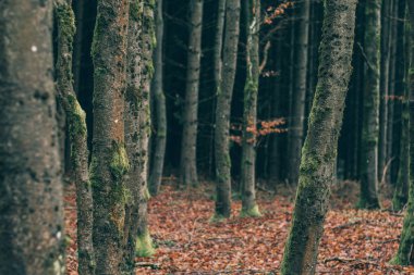 Sisli orman manzara. Güzel orman sabah. Gezginler cennet.