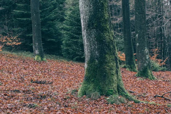 Sisli Orman Manzara Güzel Orman Sabah Gezginler Cennet — Stok fotoğraf