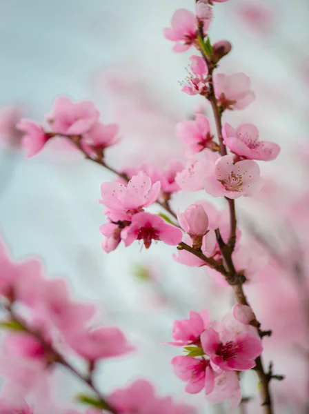 Voorjaarsbloemen Tuin — Stockfoto