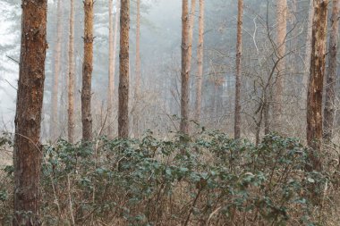 Sisli orman manzara. Güzel orman sabah. Gezginler cennet.