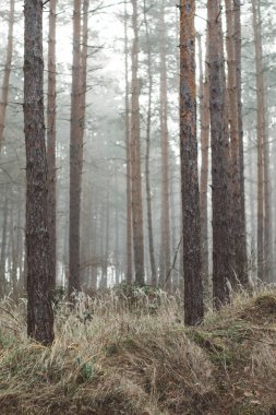 Sisli orman manzara. Güzel orman sabah. Gezginler cennet.