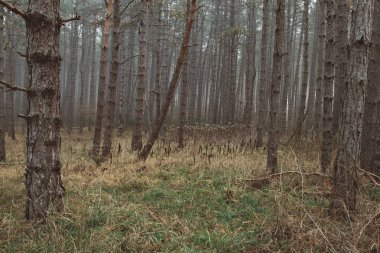 Sisli orman manzara. Güzel orman sabah. Gezginler cennet.
