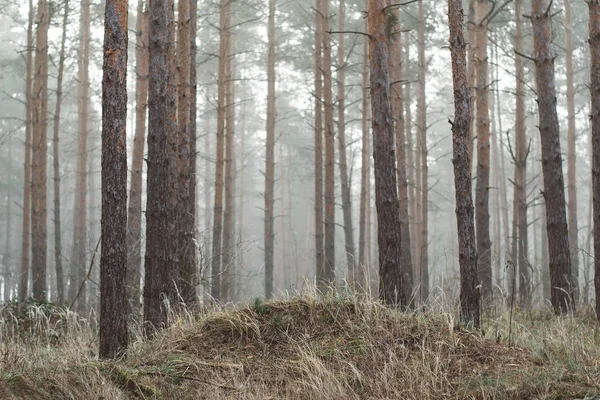 Misty Forest Landscape Beautiful Forest Morning Travellers Paradise — Stock Photo, Image