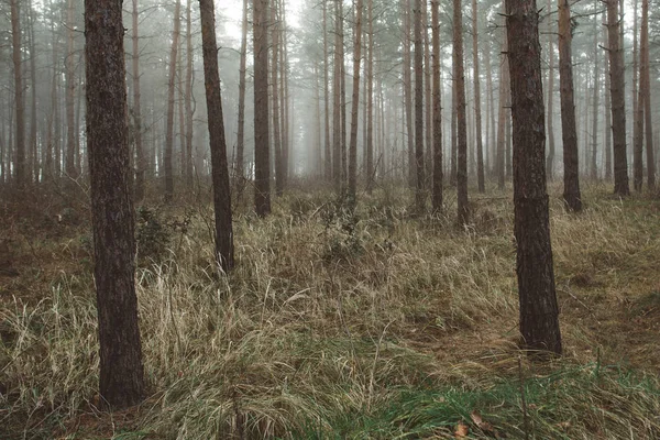 霧の森の風景です 美しい森の朝 旅行者の楽園 — ストック写真