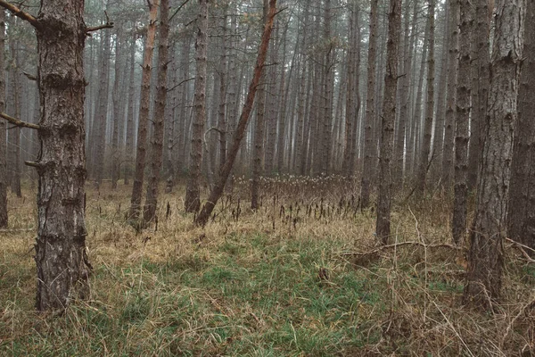Dimmiga Skogslandskapet Vacker Skog Morgon Resenärer Paradise — Stockfoto