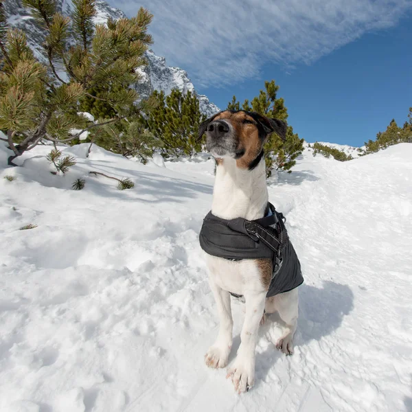 Cute Dog Enjoy Winter Terrier Dog Sitting Snow Sunny Winter — Stock Photo, Image