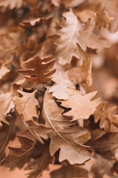 乾燥葉の抽象的な背景 — ストック写真