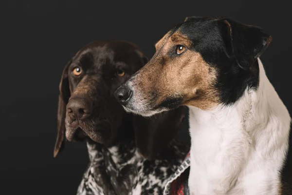 Dois Retratos Cães Ponteiro Alemão Terrier Cão Estúdio Tiro — Fotografia de Stock