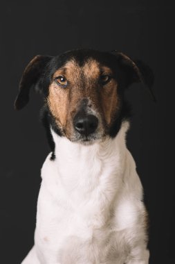 Sevimli terrier köpek kameraya, atış stüdyo arıyorsunuz
