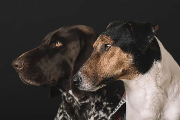 Δύο Σκύλο Πορτρέτο Γερμανικό Στούντιο Δείκτη Και Τρομερός Σκύλος Πυροβόλησε — Φωτογραφία Αρχείου