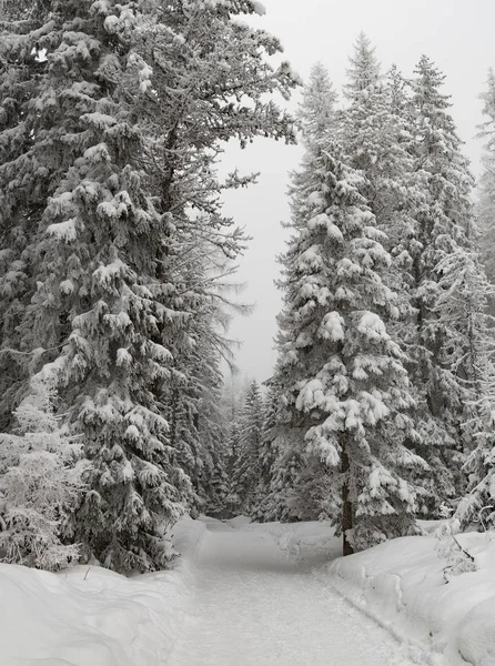 雪覆盖了冷杉树 冬天的风景 令人惊叹的雪山景观 — 图库照片