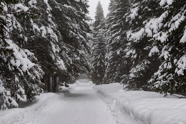 Väg Genom Frusen Skog Med Snö — Stockfoto