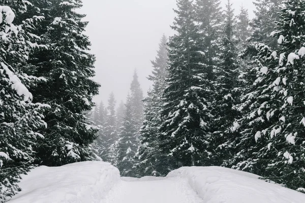 Snowy Jalur Gunung Melalui Hutan — Stok Foto