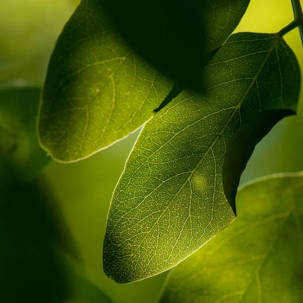 Green Leaves Macro Backlit Leaves Leaf Vein Extreme Close Macro — Stock Photo, Image