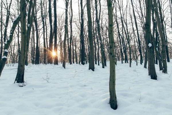 Coucher Soleil Dans Forêt — Photo