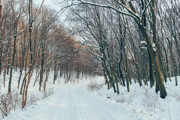 Winter Road Forest — Stock Photo, Image