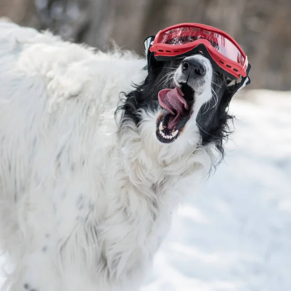 Hund Ski Goggle — Stockfoto