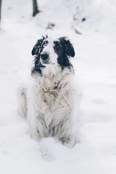 犬の肖像画屋外 雪の中で横になっているかわいい犬 — ストック写真