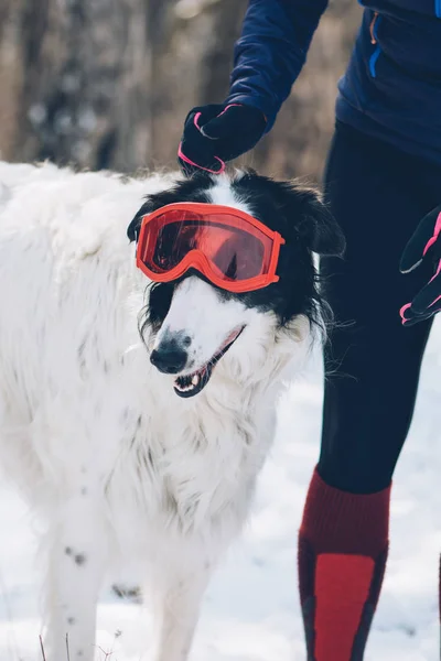 Perro Con Gafas Esquí Vacaciones Invierno Con Perro —  Fotos de Stock