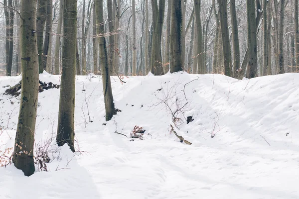 冬季森林景观 美丽的森林 — 图库照片