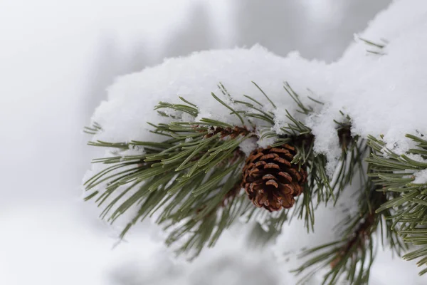 Close Pine Cone Snow — Stock Photo, Image
