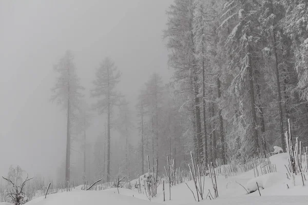 孤独简约的冬季景观 — 图库照片