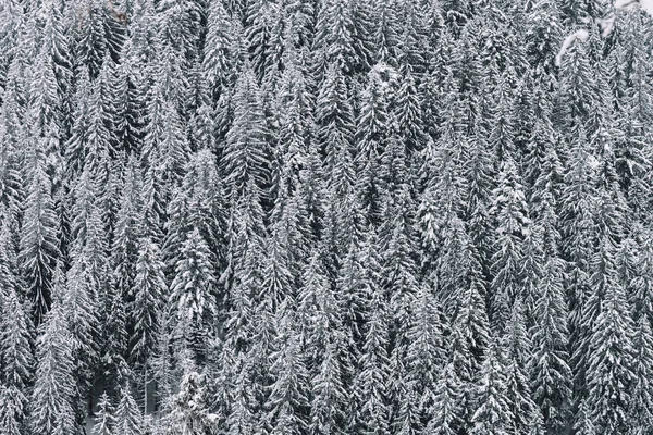 Kış Ormanının Havadan Görünüşü — Stok fotoğraf