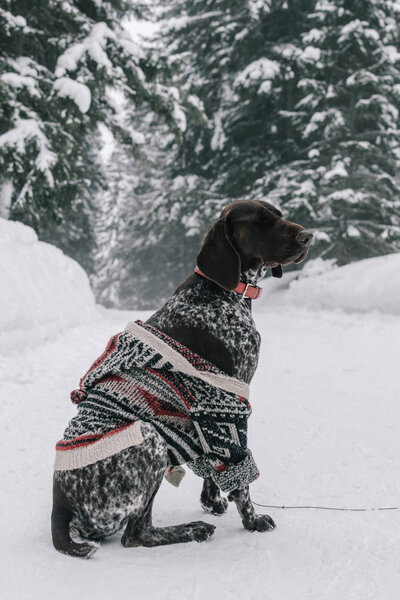 Dog Wearing Human Clothing Outdoor Stock Picture