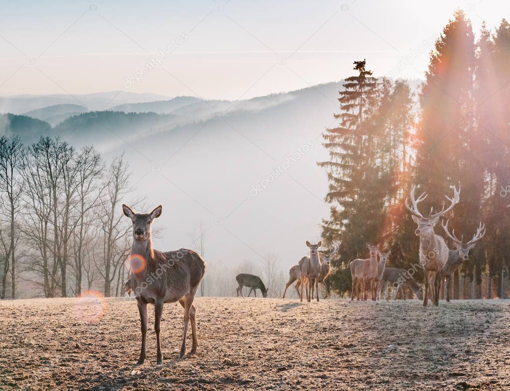 Red Deer in Morning Sun. Stunning image of red deer herd in foggy Autumn colorful forest landscape image