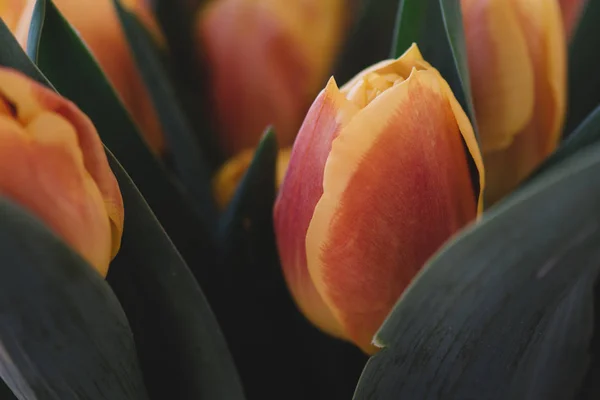 Spring flowers banner - bunch of colourful tulip flowers