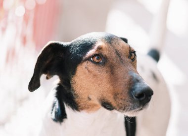 Sevimli köpek portre. Çok güzel tilki korkunç evde. Yaz köpek portre. 