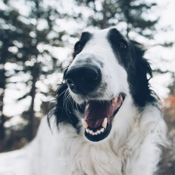 Koiran Suu Lähikuva Eläimen Pää — kuvapankkivalokuva