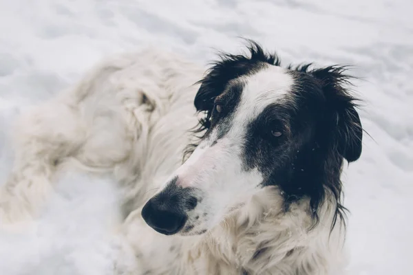 Borzoi Kutya Szóló Havon — Stock Fotó