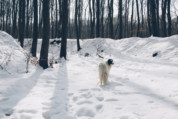 Winterwald Und Barsoi Hund — Stockfoto