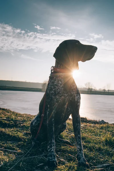 Cão Bonito Pôr Sol Alemão Cão Ponteiro Sentado Livre — Fotografia de Stock