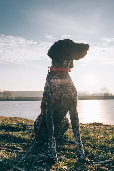 Cute dog at sunset. German pointer dog sitting outdoor.