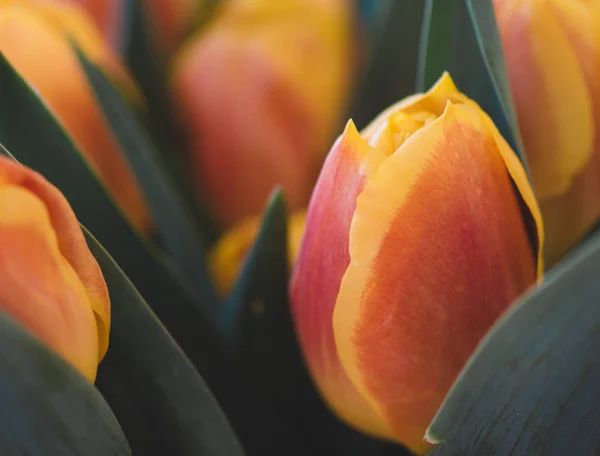 Primavera Tulipano Sfondo Bei Fiori — Foto Stock