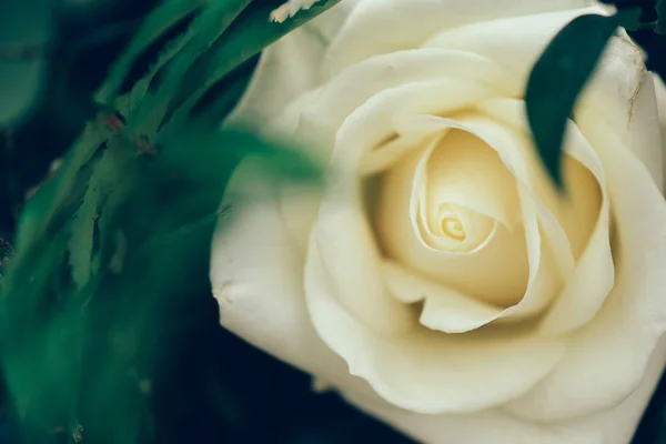 Роуз Вибірковий Фокус Фокус Пелюстці Троянди — стокове фото