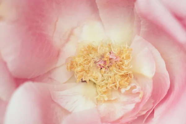 Fermer Les Détails Des Fleurs — Photo