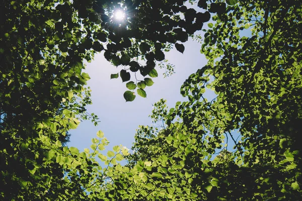 Foglie Cielo Blu Con Sfondo Raggio Sole — Foto Stock