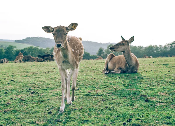 Niedliche Hirsche Aus Nächster Nähe Neugieriges Tier Blickt Kamera — Stockfoto