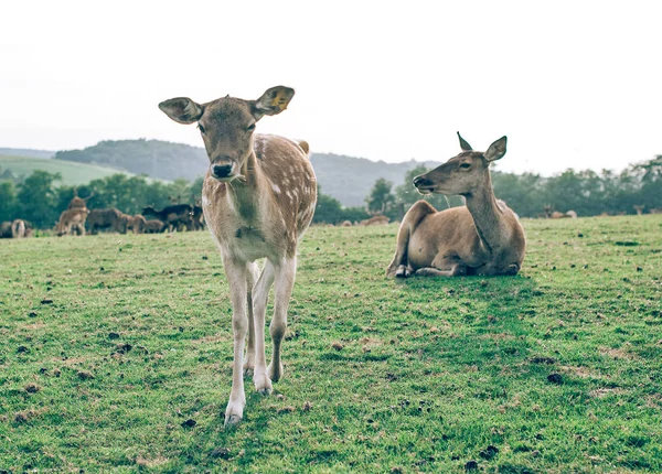 cute mules