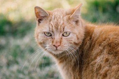 Kedi portre açık Bahçe