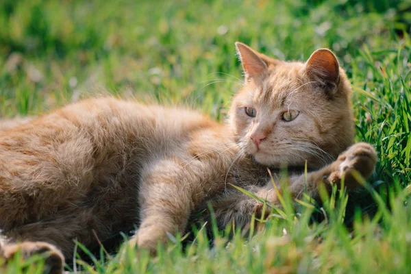 Gato Relajante Aire Libre Jardín — Foto de Stock